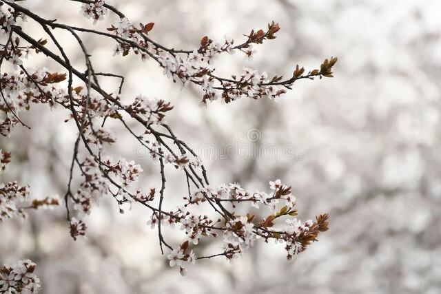 花开如梦，深度剧情解析与情感之旅的绚烂梦境