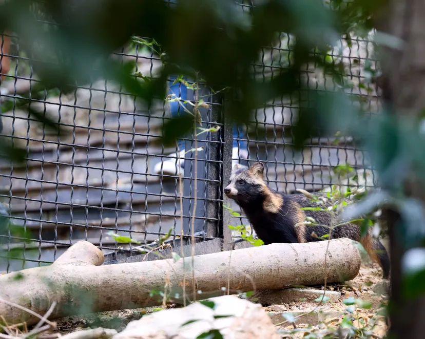 长江网红小岛惊现大野猪，生态奇观下的保护意识觉醒