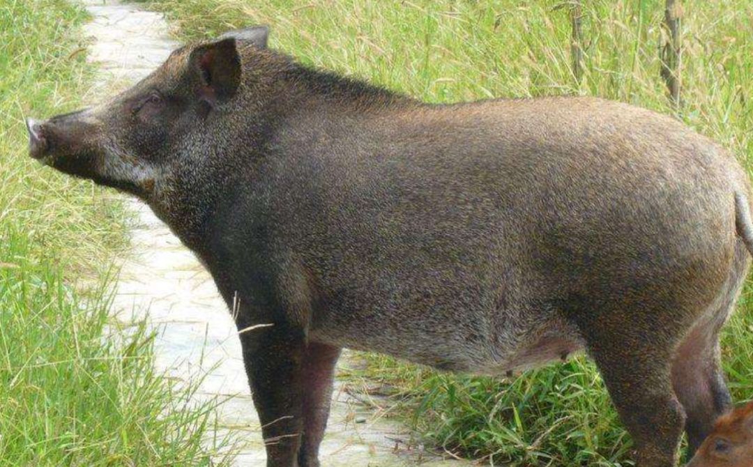 生态失衡下的野猪乞讨现象，数十头野猪拖家带口求生