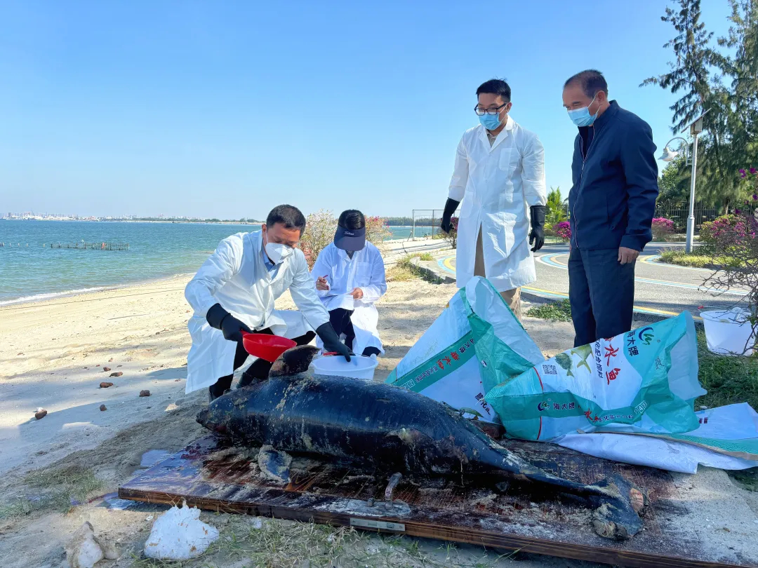 广东海滩发现江豚遗体，生态保护警钟长鸣