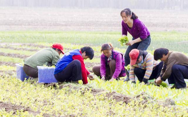 女硕士回村种地，同学聚会成难题