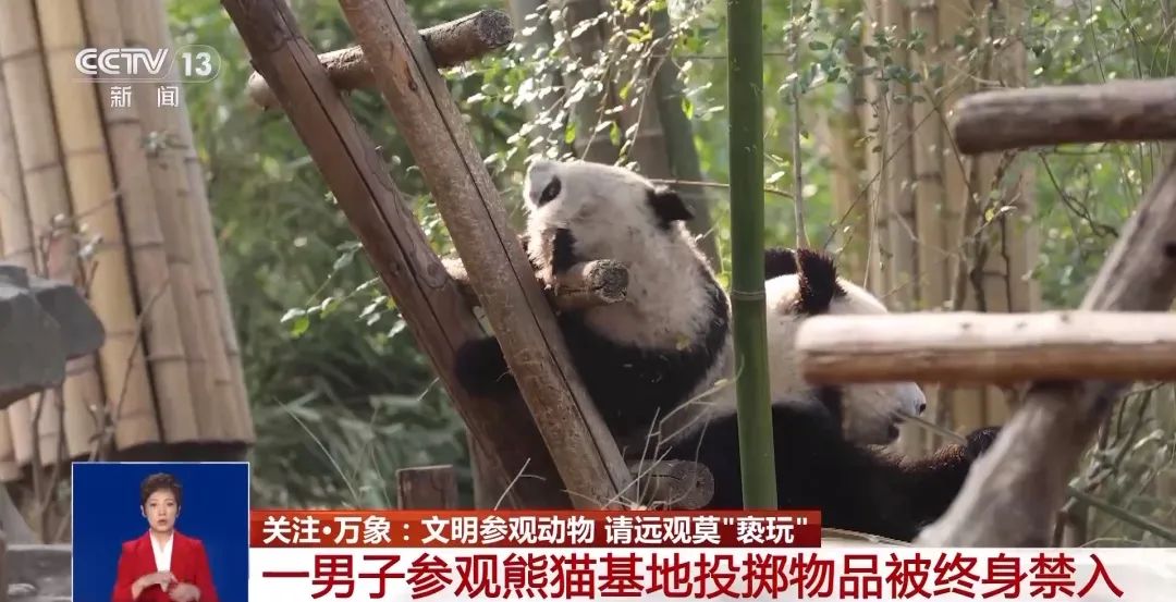 女子熊猫基地拉横幅引发争议，事件背后的反思与启示