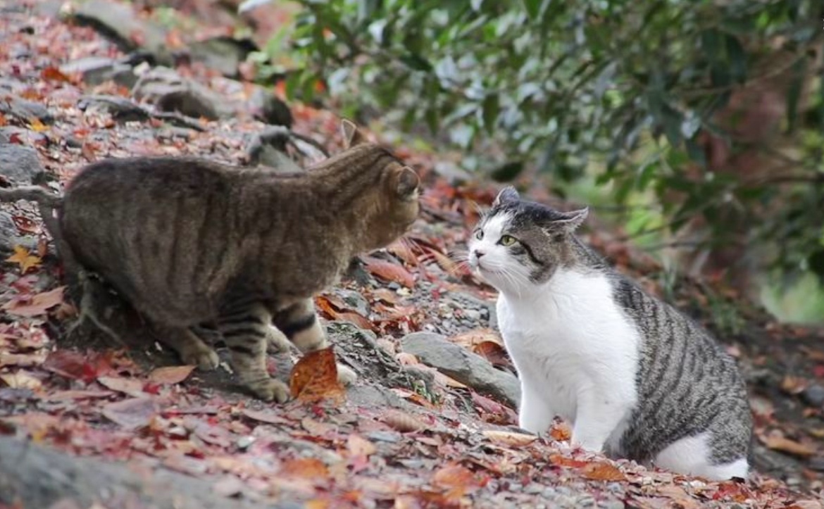 狸花猫打架是否很厉害？