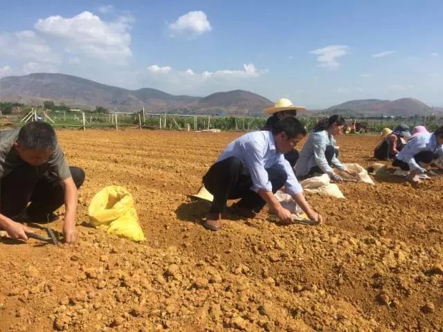 加油干！今天继续种地