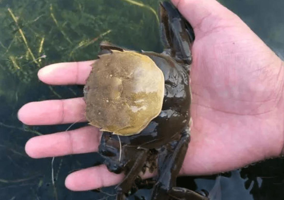 螃蟹，海洋与淡水中的独特生物探索