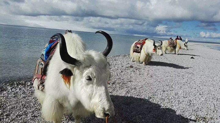 网友在西藏林芝旅游遇姜子牙坐骑