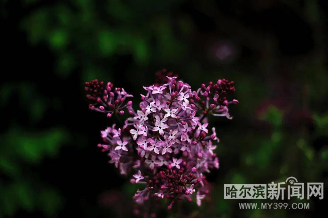 丁香花绽放与舞蹈，在线观看完整视频盛宴