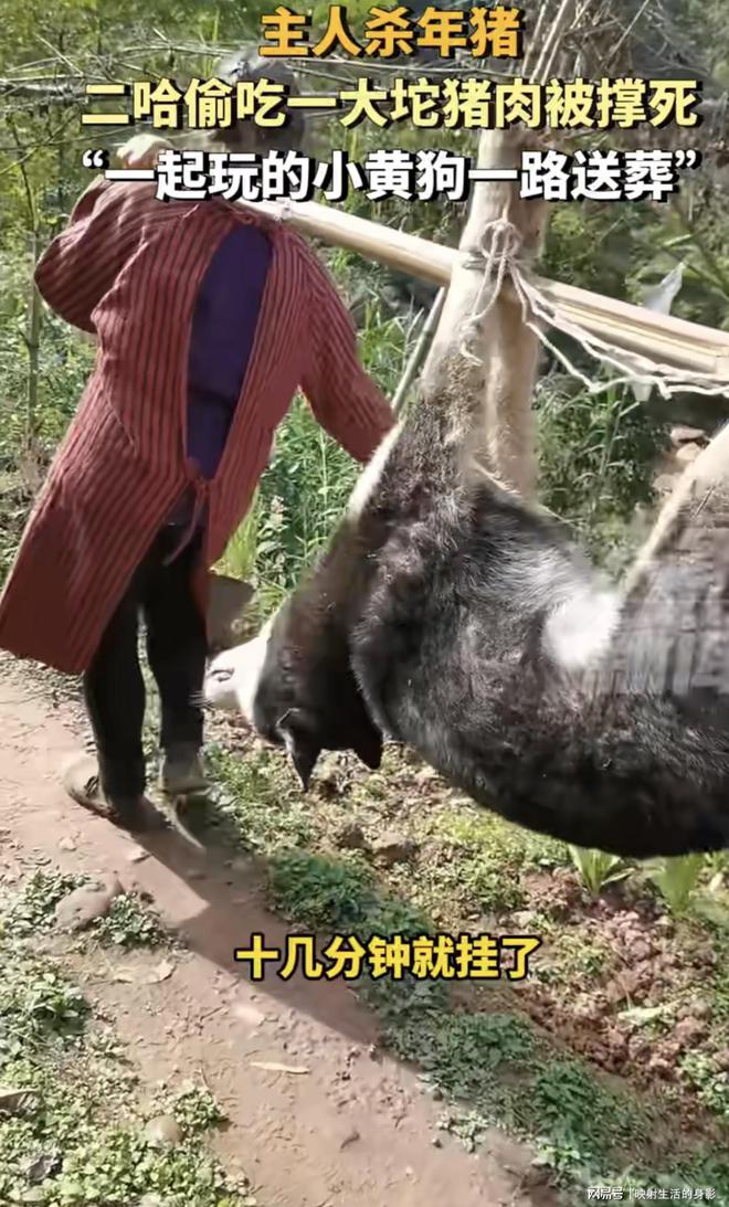 主人杀年猪，狗狗偷吃猪肉被撑死