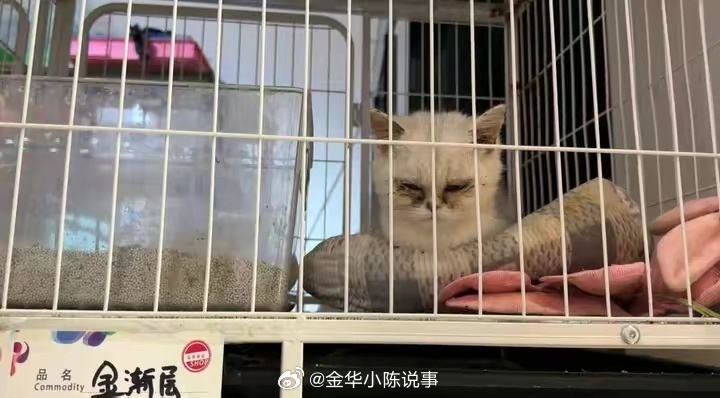 领养猫咪花费1.4万后拒付猫贷，被告面临法律后果