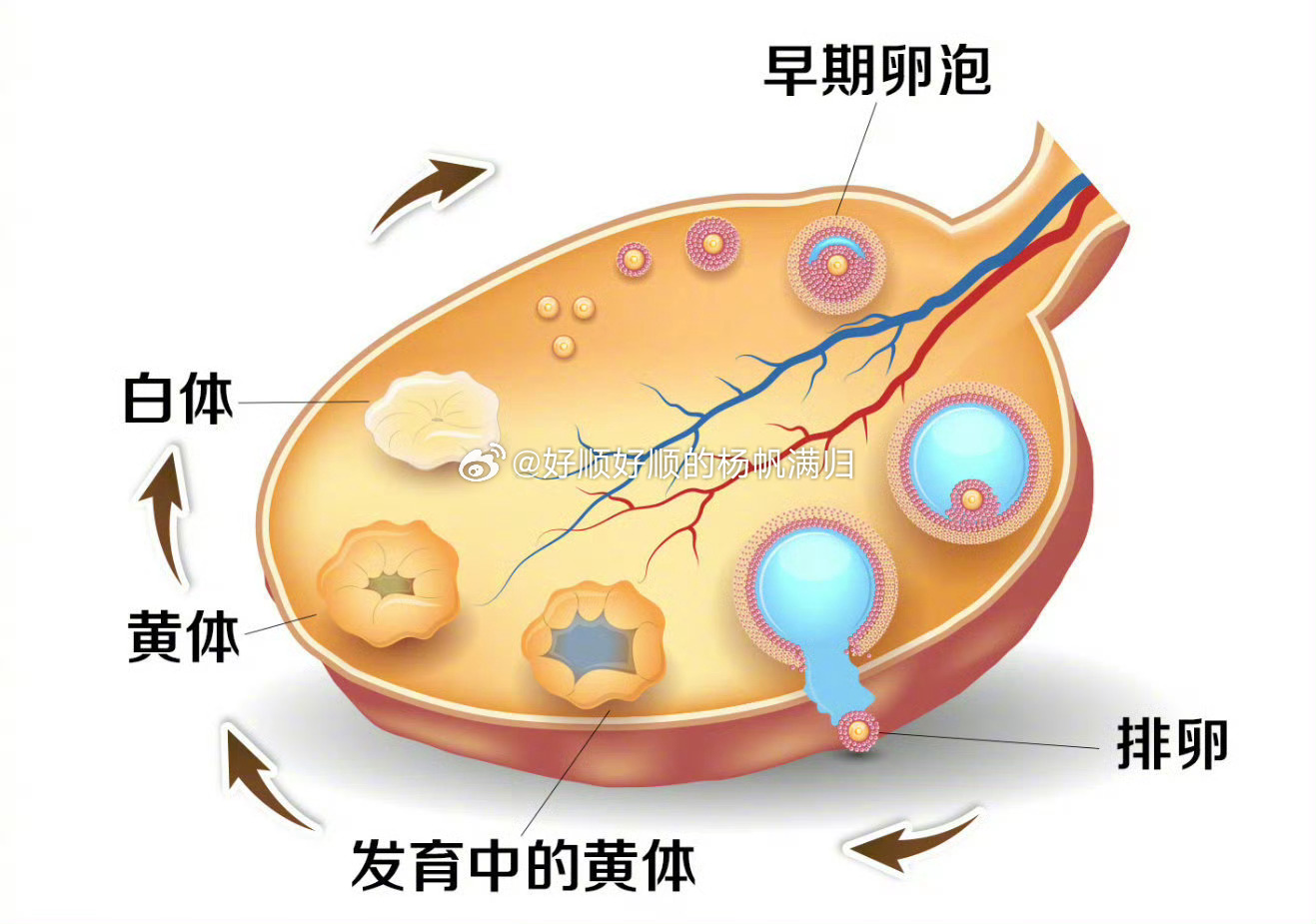 夫妻玩闹时妻子黄体破裂，了解这种妇科急症，妻子黄体破裂，夫妻玩闹时的意外，妇科急症，夫妻玩闹时妻子黄体破裂，夫妻玩闹时，妻子遭遇黄体破裂，黄体破裂，夫妻玩闹时的风险