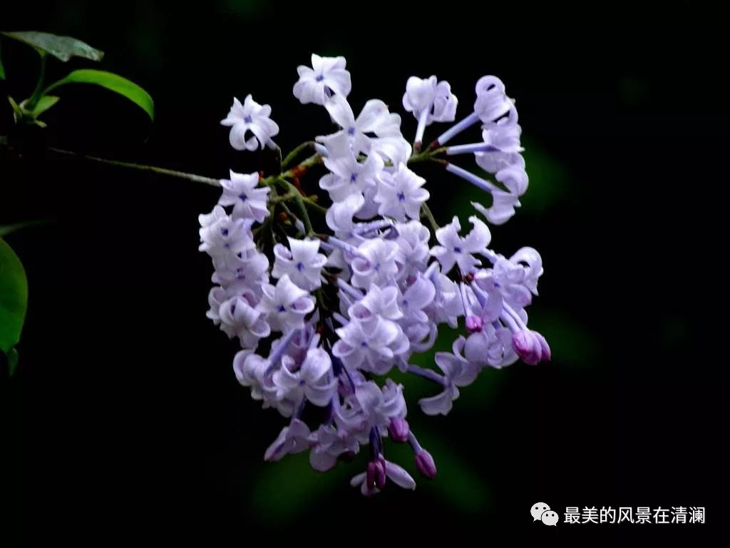 丁香花的视觉盛宴，美丽与文化的完美交融