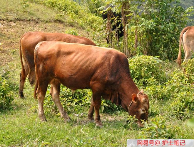 牛氏传奇，打锅牛与独腿英雄的故事